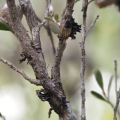 Septobasidium clelandii [Harpographium state] at Paddys River, ACT - 7 Dec 2016 by KenT