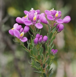 Comesperma retusum at Paddys River, ACT - 7 Dec 2016