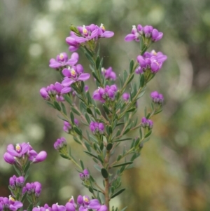 Comesperma retusum at Paddys River, ACT - 7 Dec 2016