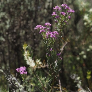 Comesperma retusum at Paddys River, ACT - 7 Dec 2016