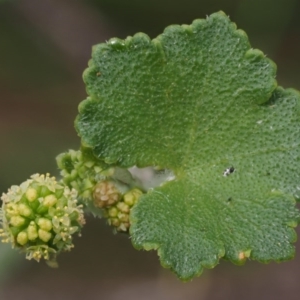 Hydrocotyle hirta at Cotter River, ACT - 1 Dec 2016