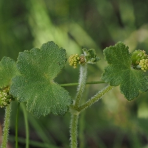 Hydrocotyle hirta at Cotter River, ACT - 1 Dec 2016