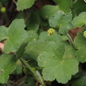 Hydrocotyle hirta at Cotter River, ACT - 1 Dec 2016