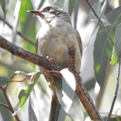 Melithreptus brevirostris (Brown-headed Honeyeater) at Kambah Pool - 12 Dec 2016 by JohnBundock