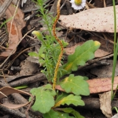 Puccinia lagenophorae (A rust) at Namadgi National Park - 30 Nov 2016 by KenT