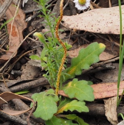 Puccinia lagenophorae (A rust) at Namadgi National Park - 1 Dec 2016 by KenT