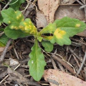 Puccinia lagenophorae at Cotter River, ACT - 1 Dec 2016