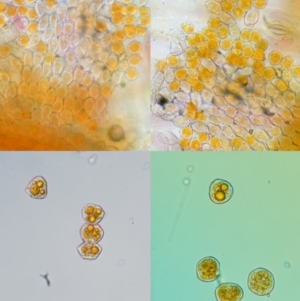 Puccinia lagenophorae at Cotter River, ACT - 1 Dec 2016