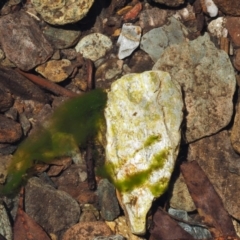 Spirogyra sp. (Green Algae) at Cotter River, ACT - 1 Dec 2016 by KenT