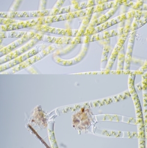 Spirogyra sp. at Cotter River, ACT - 1 Dec 2016 01:13 PM