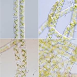 Spirogyra sp. at Cotter River, ACT - 1 Dec 2016 01:13 PM