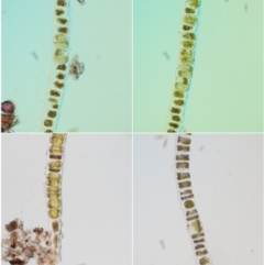 Uronema confervicolum at Cotter River, ACT - 1 Dec 2016