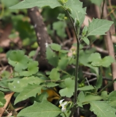 Solanum nigrum at Cotter River, ACT - 1 Dec 2016