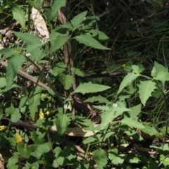 Solanum nigrum at Cotter River, ACT - 1 Dec 2016