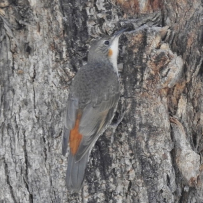 Cormobates leucophaea (White-throated Treecreeper) at Kambah Pool - 11 Dec 2016 by JohnBundock