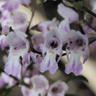 Prostanthera lasianthos (Victorian Christmas Bush) at Cotter River, ACT - 1 Dec 2016 by KenT