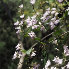 Prostanthera lasianthos at Cotter River, ACT - 1 Dec 2016 12:51 PM