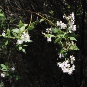 Prostanthera lasianthos at Cotter River, ACT - 1 Dec 2016 12:51 PM