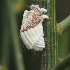 Icerya purchasi (Cottony cushion scale) at Cotter River, ACT - 1 Dec 2016 by KenT