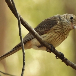 Pachycephala rufiventris at Kambah Pool - 12 Dec 2016