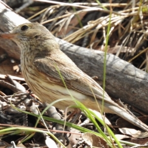 Pachycephala rufiventris at Kambah Pool - 12 Dec 2016