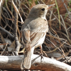 Pachycephala rufiventris at Kambah Pool - 12 Dec 2016