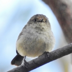 Acanthiza reguloides (Buff-rumped Thornbill) at Kambah Pool - 11 Dec 2016 by JohnBundock