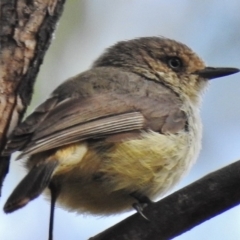 Acanthiza reguloides at Kambah Pool - 12 Dec 2016