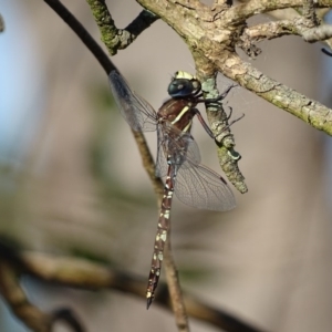 Adversaeschna brevistyla at Fyshwick, ACT - 10 Dec 2016