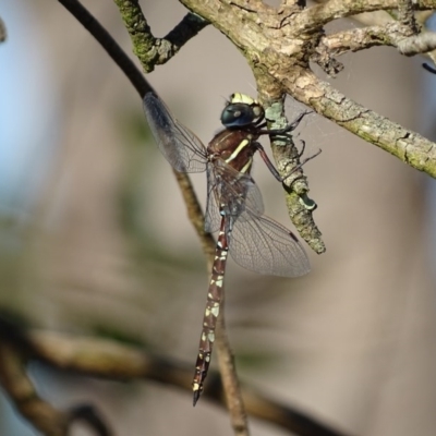 Adversaeschna brevistyla (Blue-spotted Hawker) at Fyshwick, ACT - 10 Dec 2016 by roymcd