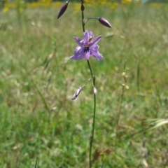 Arthropodium fimbriatum (Nodding Chocolate Lily) at Belconnen, ACT - 7 Dec 2016 by nic.jario