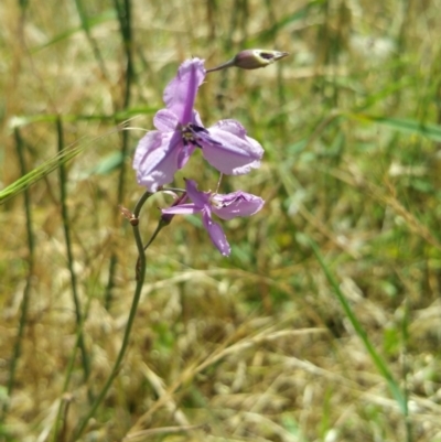 Arthropodium fimbriatum (Nodding Chocolate Lily) at Belconnen, ACT - 7 Dec 2016 by nic.jario