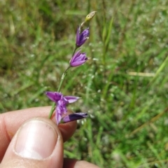 Arthropodium fimbriatum (Nodding Chocolate Lily) at Molonglo Valley, ACT - 6 Dec 2016 by nic.jario