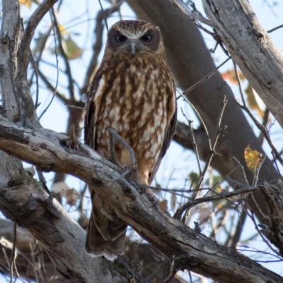 Ninox boobook (Southern Boobook) at Gungahlin, ACT - 12 Dec 2016 by CedricBear