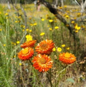 Xerochrysum viscosum at Watson, ACT - 13 Dec 2016 09:45 AM