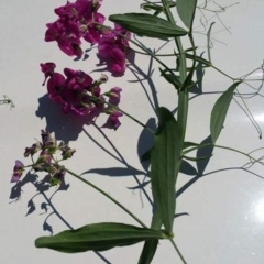 Lathyrus latifolius (Perennial Pea) at Deakin, ACT - 12 Dec 2016 by ACTParks-InvasivePlantsTeam