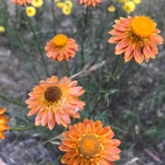 Xerochrysum viscosum at Majura, ACT - 13 Dec 2016 08:30 PM