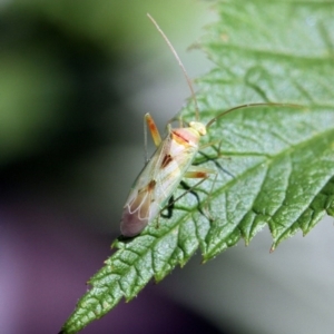 Miridae (family) at Higgins, ACT - 11 Dec 2016