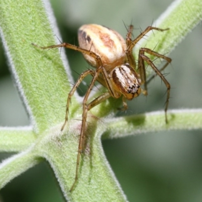 Oxyopes sp. (genus) (Lynx spider) at Higgins, ACT - 10 Dec 2016 by AlisonMilton