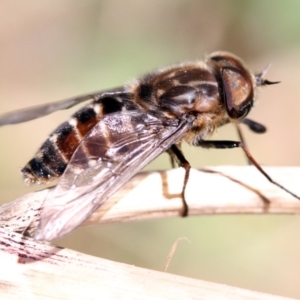 Dasybasis sp. (genus) at Higgins, ACT - 11 Dec 2016