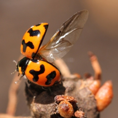 Coccinella transversalis (Transverse Ladybird) at Higgins, ACT - 11 Dec 2016 by AlisonMilton