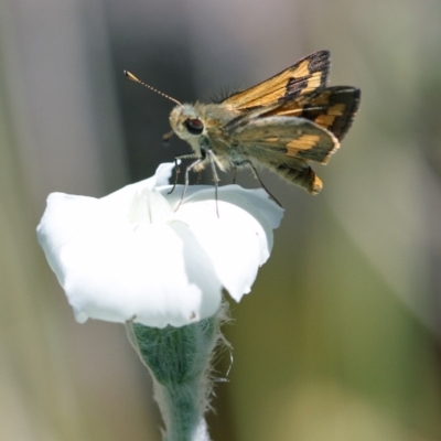 Ocybadistes walkeri (Green Grass-dart) at Higgins, ACT - 10 Dec 2016 by Alison Milton