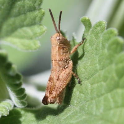 Peakesia hospita (Common Peakesia Grasshopper) at Higgins, ACT - 11 Dec 2016 by Alison Milton