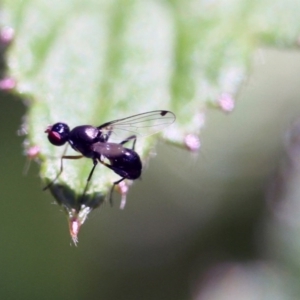 Sepsidae (family) at Higgins, ACT - 11 Dec 2016 11:11 AM