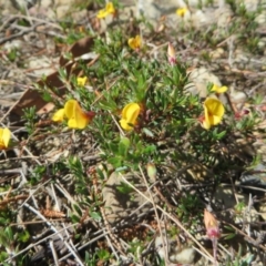 Pultenaea pedunculata (Matted Bush-pea) at Cuttagee, NSW - 6 Oct 2016 by DaveMaynard