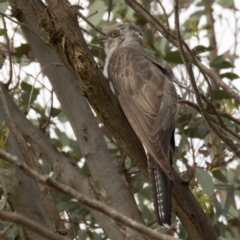 Cacomantis pallidus (Pallid Cuckoo) at Gungahlin, ACT - 13 Dec 2016 by CedricBear
