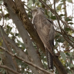 Cacomantis pallidus (Pallid Cuckoo) at Gungahlin, ACT - 14 Dec 2016 by CedricBear