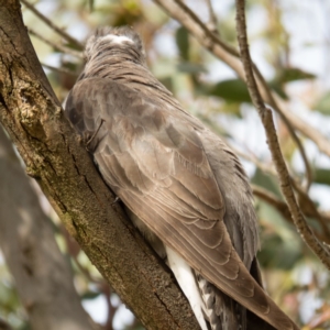 Cacomantis pallidus at Gungahlin, ACT - 14 Dec 2016