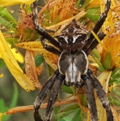 Backobourkia sp. (genus) (An orb weaver) at Googong, NSW - 13 Dec 2016 by Wandiyali