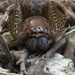 Neosparassus sp. (genus) (Unidentified Badge huntsman) at Googong, NSW - 14 Dec 2016 by Wandiyali